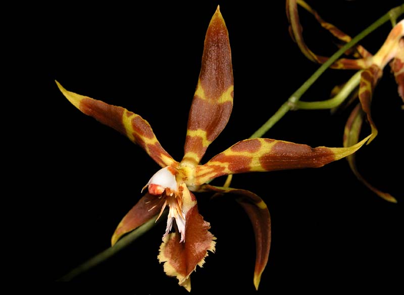 odontoglossum_cristatellum_lehmanii_cd