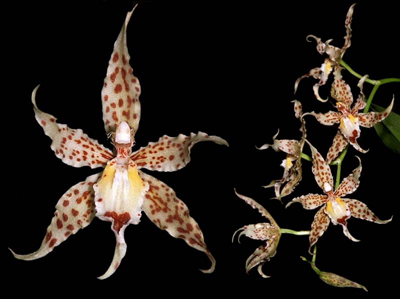 odontoglossum_crocidipterum_cd