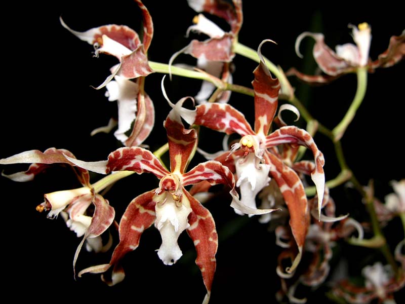 odontoglossum_crocidipterum_dormanianum_cd