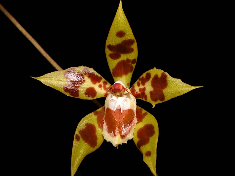 odontoglossum_epidendroides_cd