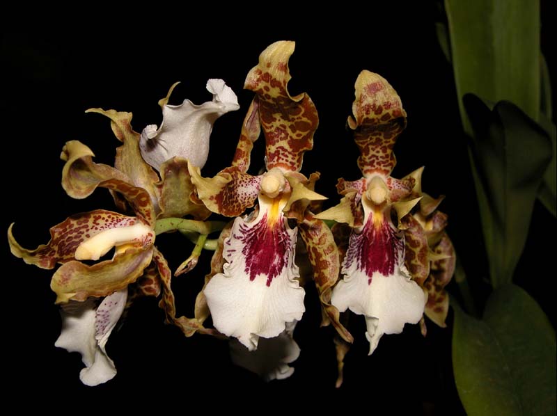 odontoglossum_harryanum2_cd