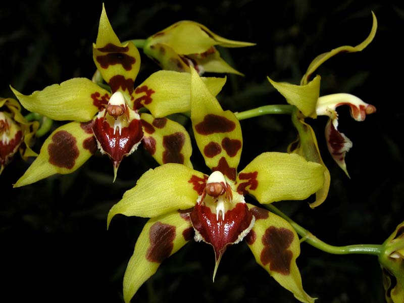 odontoglossum_kegeljanii2_cd