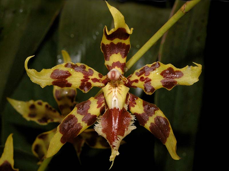 odontoglossum_kegeljanii_ws_cd