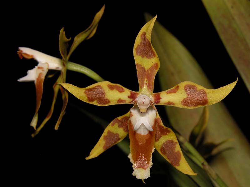 odontoglossum_lindleyanum2_cd