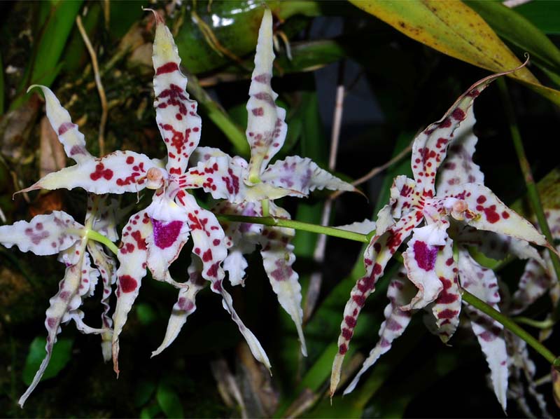 odontoglossum_lucianianum_MG_cd