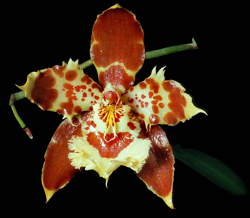 odontoglossum_luteo-purpureum_cd