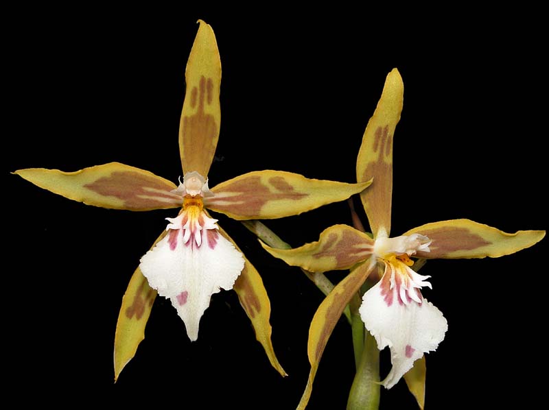 odontoglossum_multistellare_ws_cd