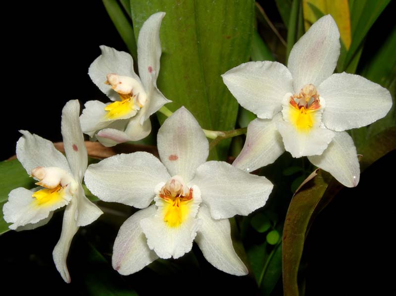 odontoglossum_nobile_ws_cd