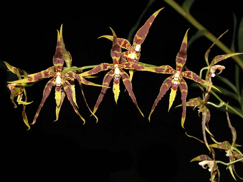 odontoglossum_odoratum_cd