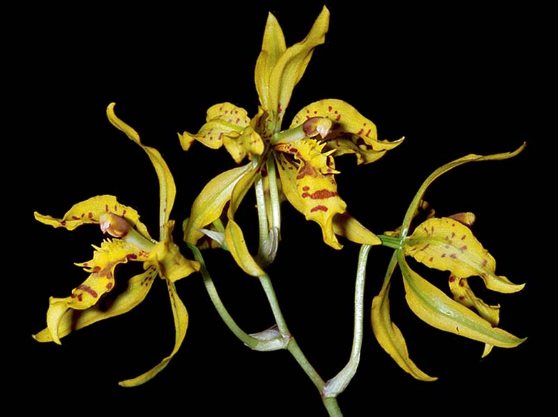 odontoglossum_pardinum_cd