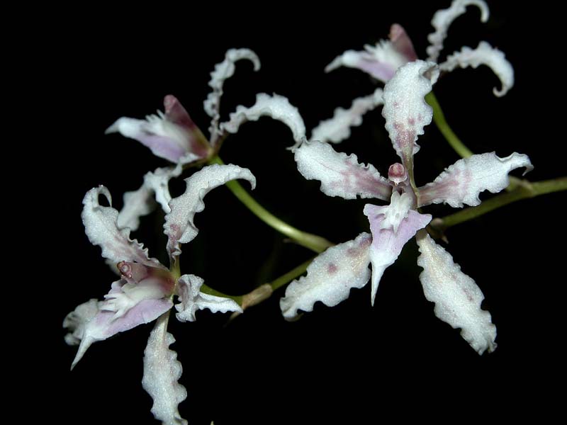 odontoglossum_ramosissimum_cd