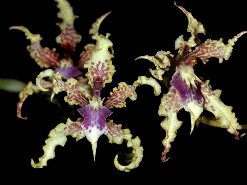 odontoglossum_ramosissimum_xanthinum_cd