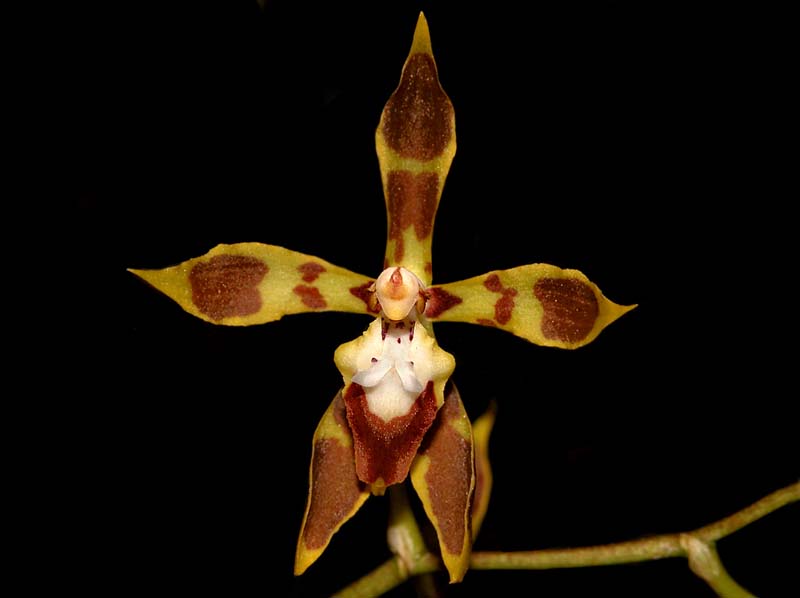 odontoglossum_reversum_cd