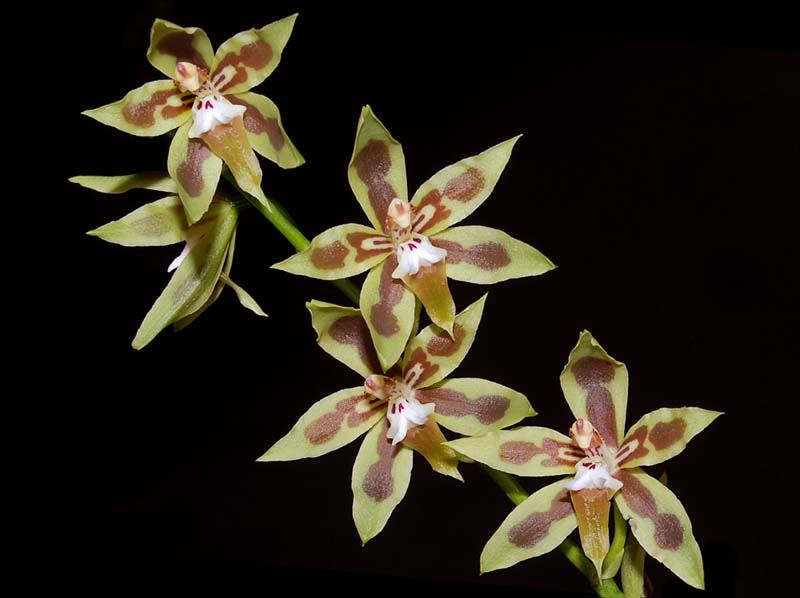 odontoglossum_reversum_ws_cd