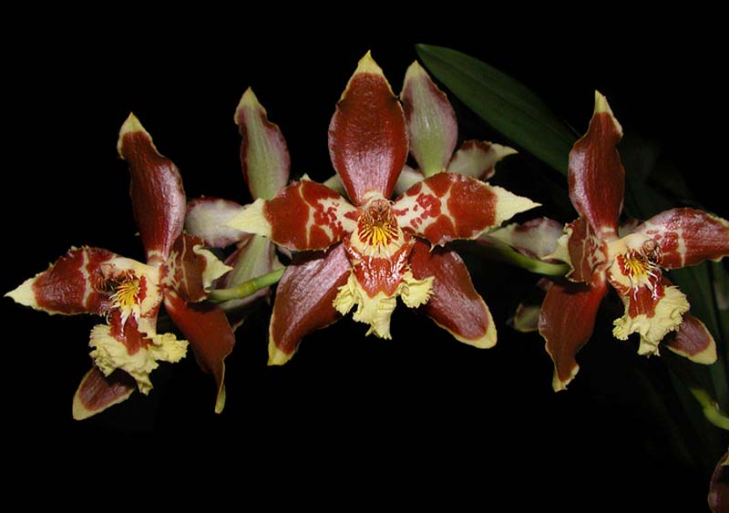 odontoglossum_sceptrum_facetum_cd