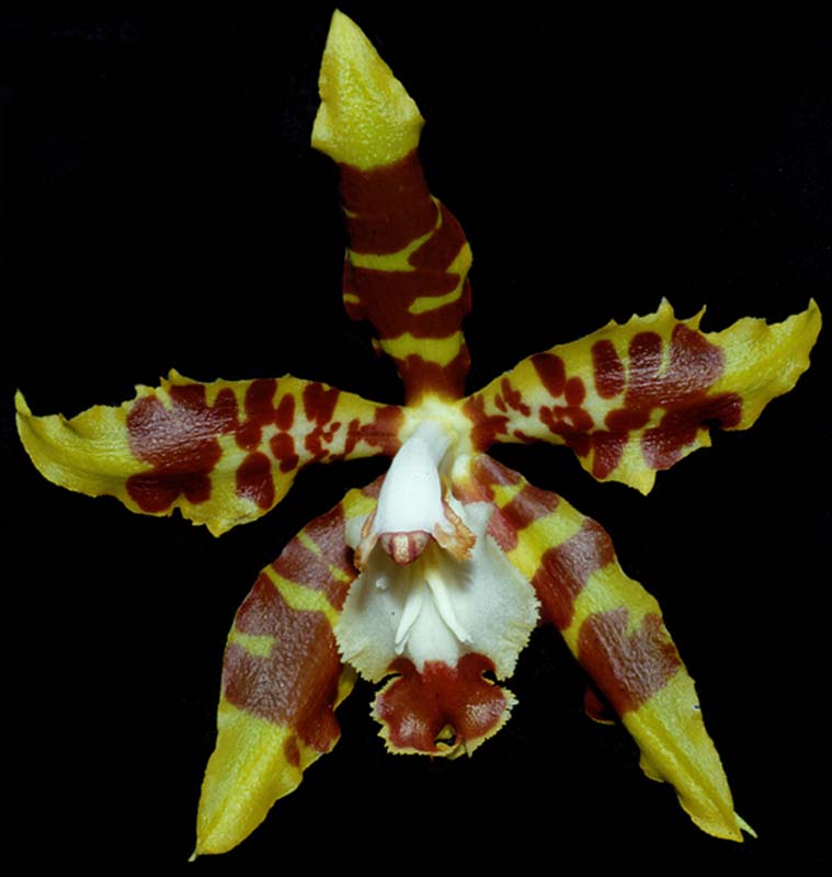 odontoglossum_spectatissimum_cd