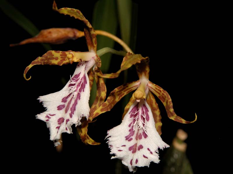 odontoglossum_tenue2_cd