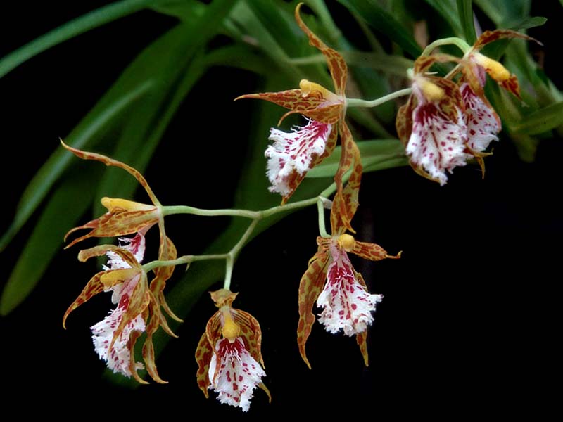 odontoglossum_tenue_cd