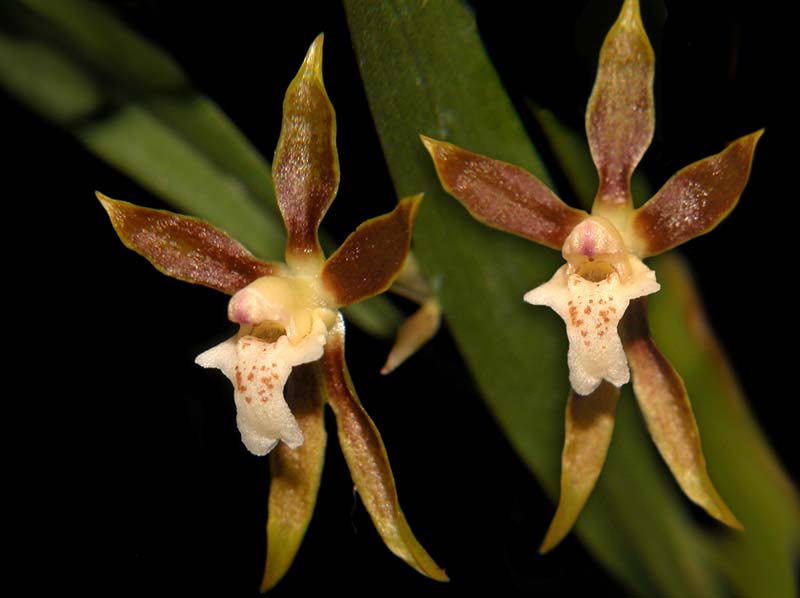 odontoglossum_tenuifolium_cd