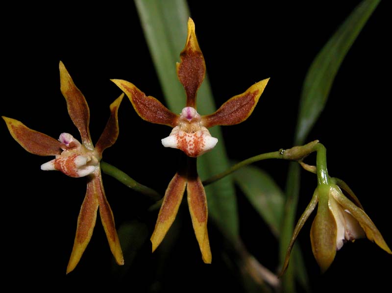 odontoglossum_tenuifolium_ws_cd