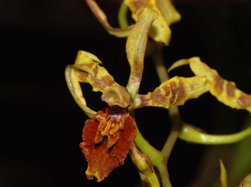 odontoglossum_weirii_ws_cd