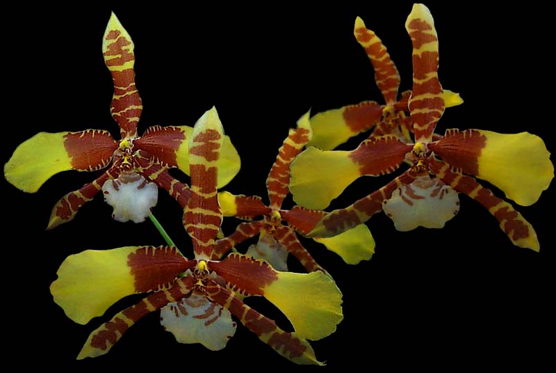 odontoglossum_williamsonianum_cd