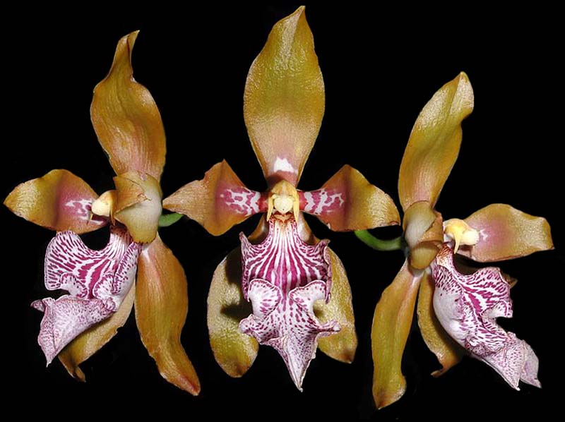 odontoglossum_wyattianum_cd