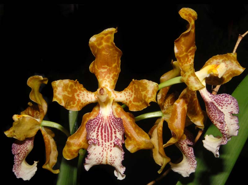 odontoglossum_wyattianum_helgae_ws_cd