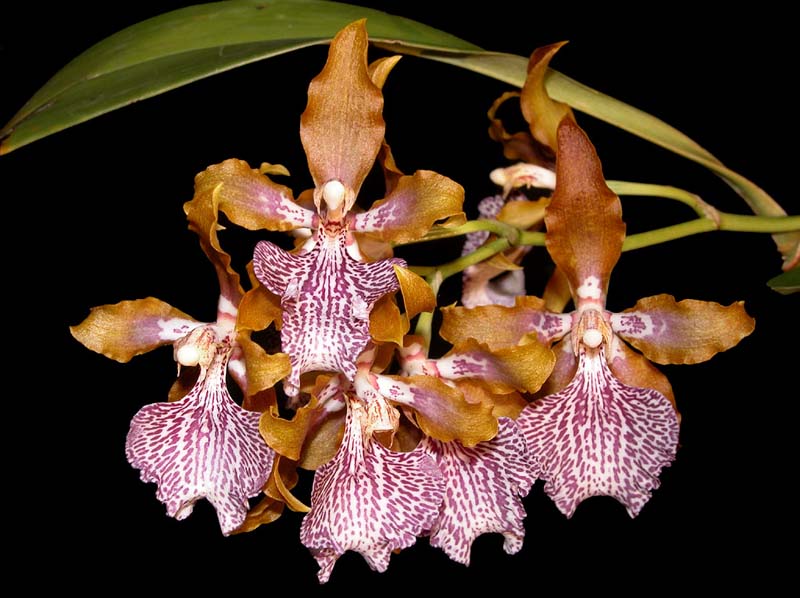 odontoglossum_wyattianum_ws_cd