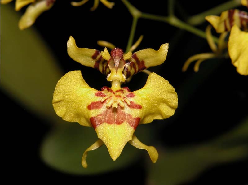 oncidium_abortivum2_cd