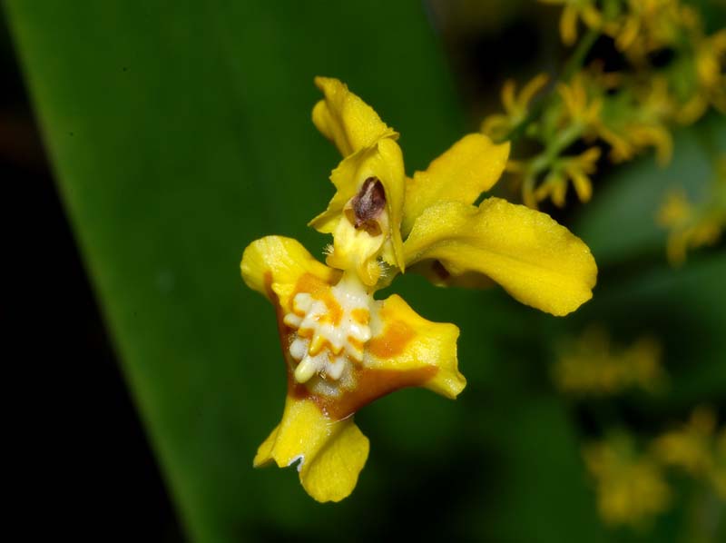 oncidium_adelaide2_ws_cd