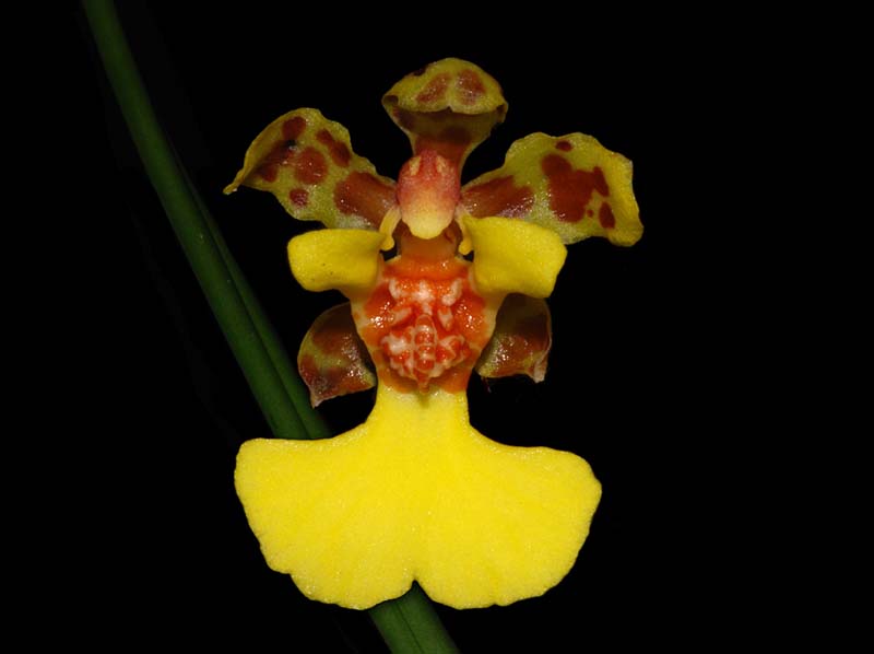 oncidium_ascendens_ws_cd