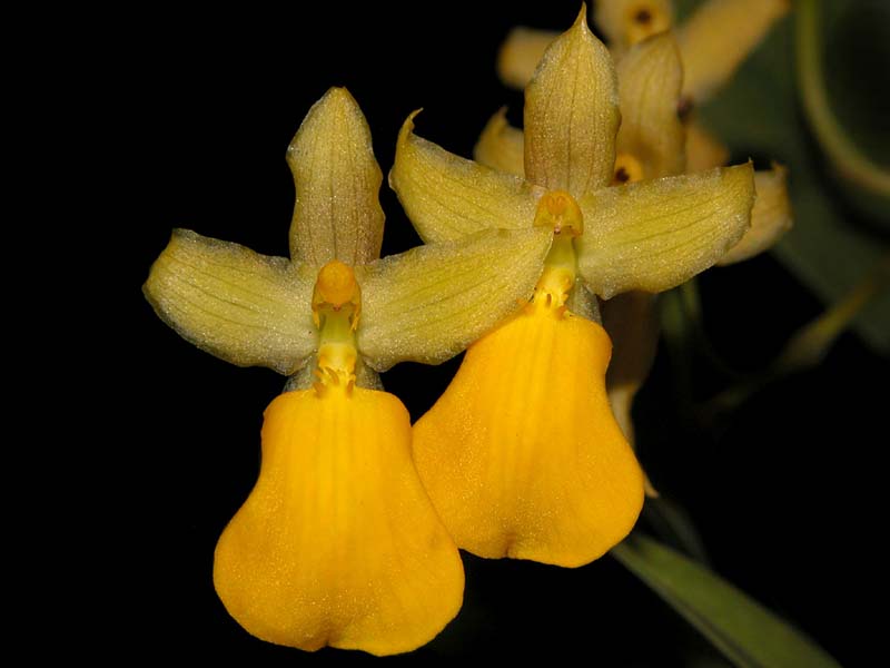 oncidium_aureum_cd