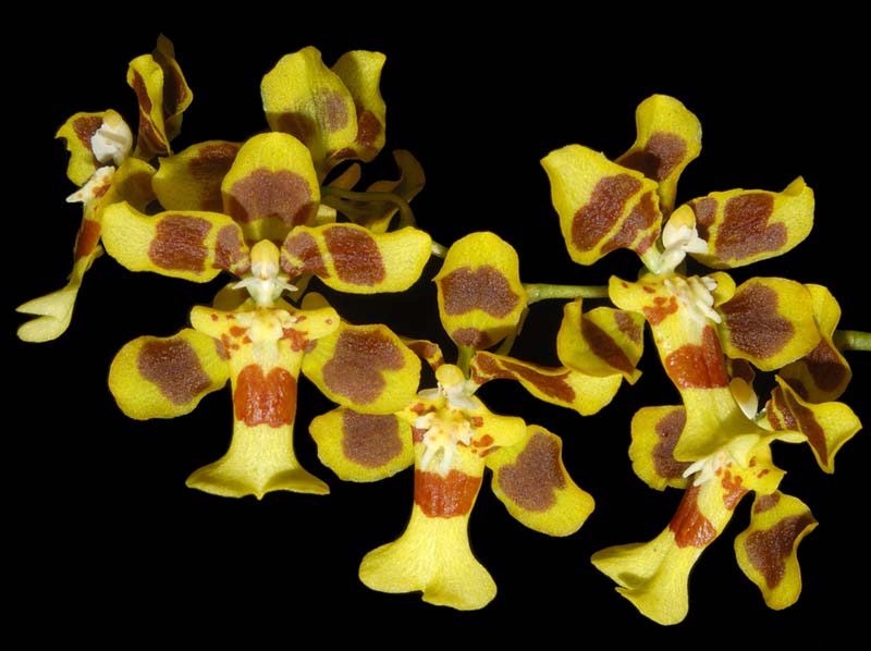 oncidium_boothianum_ws_cd