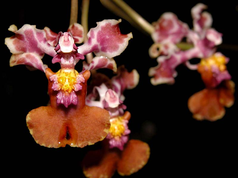 oncidium_carthagenense_cd