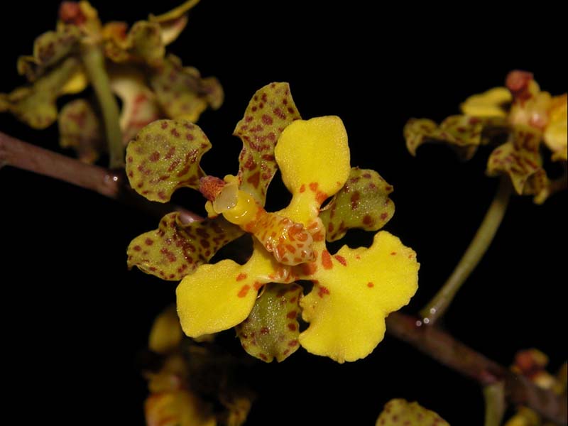 oncidium_cebollata2_cd