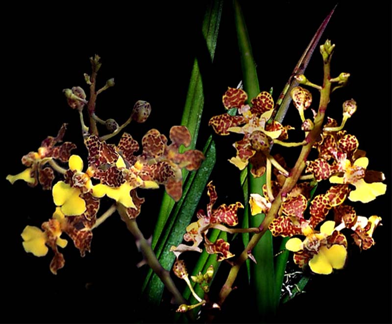 oncidium_cebollata_cd