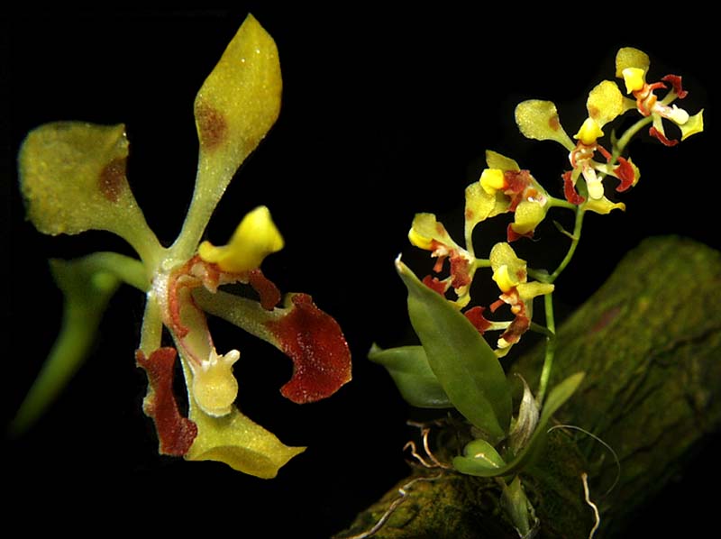 oncidium_coloratum_cd