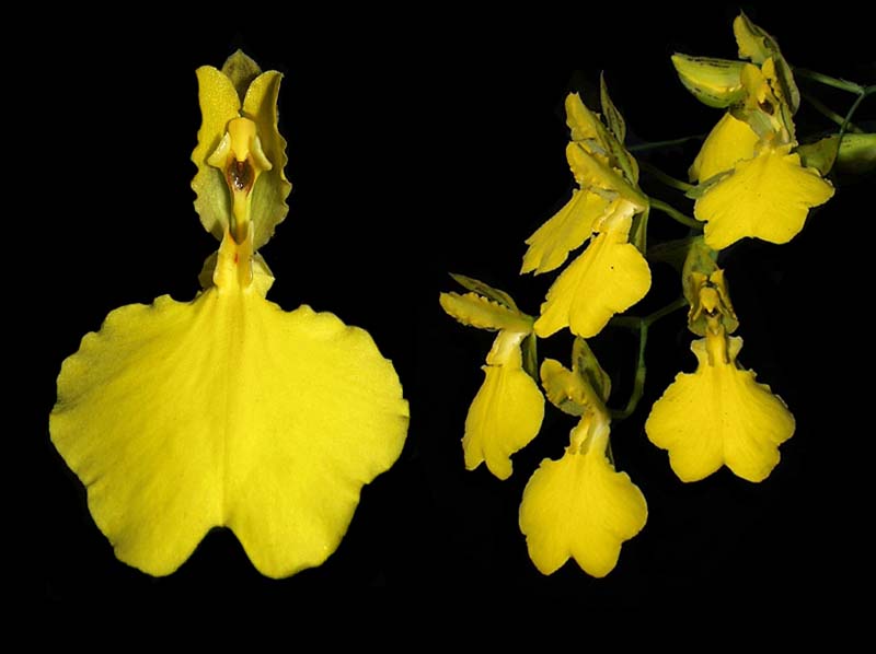 oncidium_concolor_cd