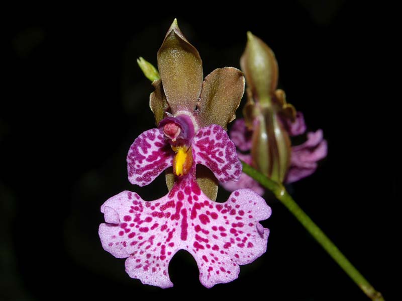 oncidium_cucullatum2_ws_cd