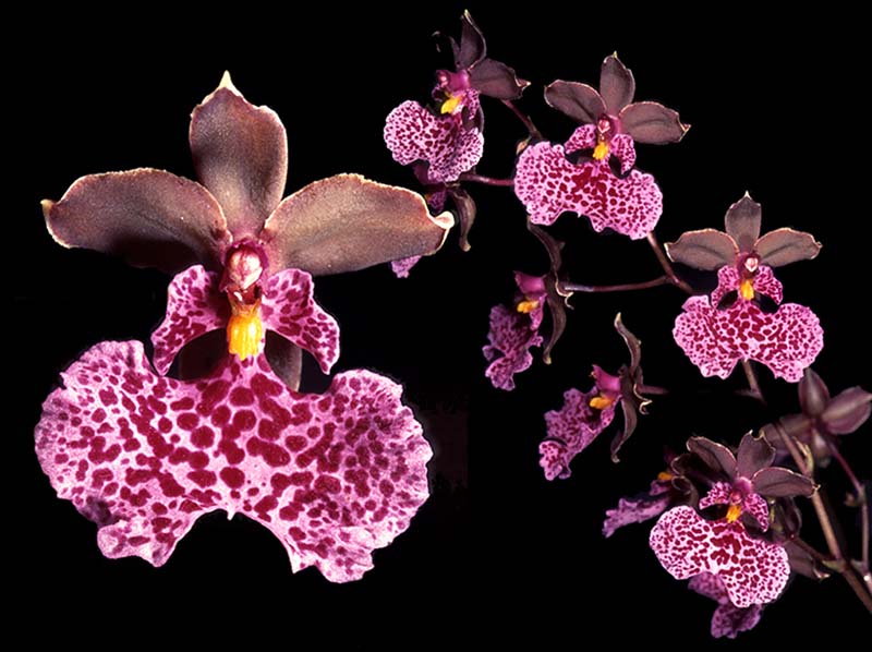 oncidium_cucullatum_cd