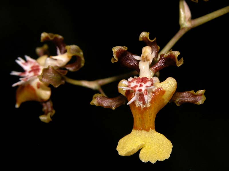 oncidium_dactyliferum_ws_cd