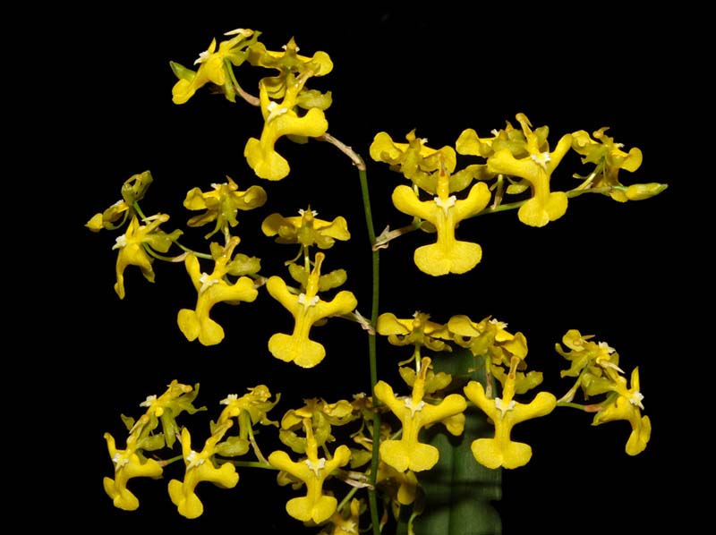 oncidium_exaltatum_ws_cd