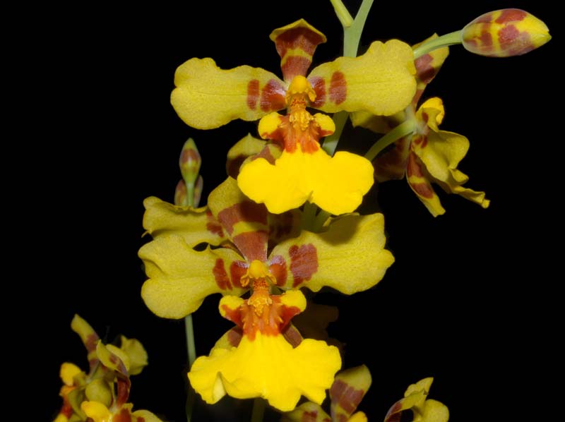 oncidium_foveatum_ws_cd