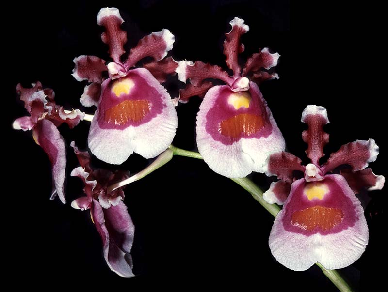 oncidium_fuscatum_cd