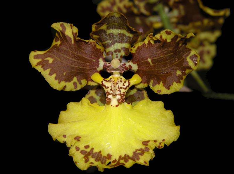 oncidium_gardneri_ws_cd