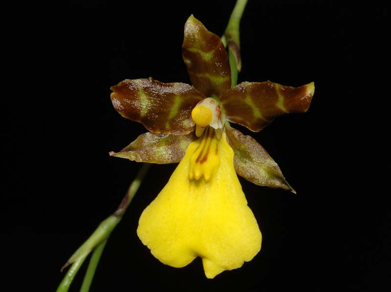 oncidium_graminifolium_ws_cd