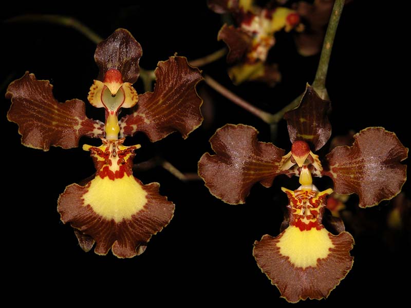 oncidium_gravesianum_cd