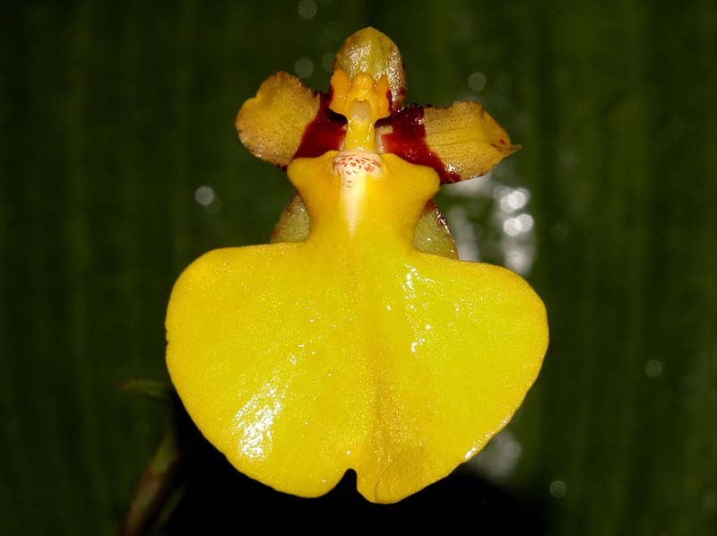 oncidium_harlingii_cd