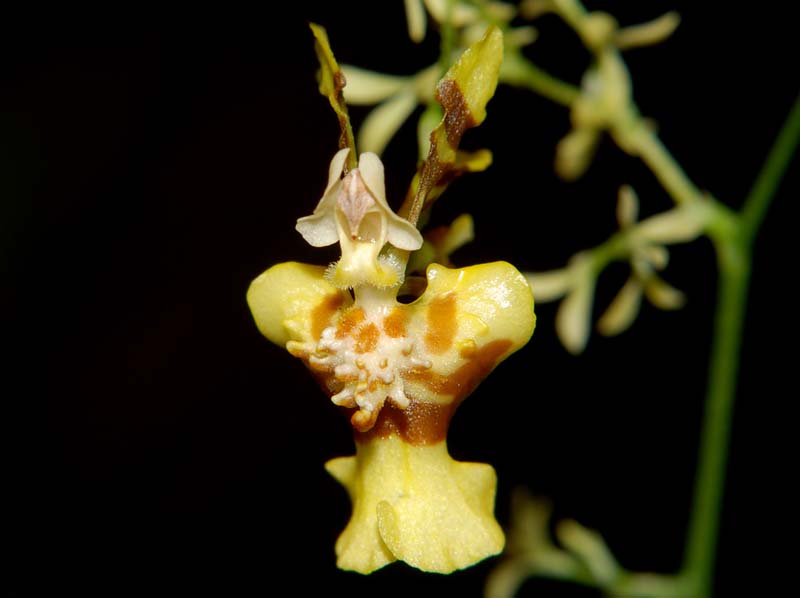 oncidium_heteranthum_ws_cd